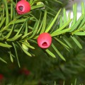 Taxus