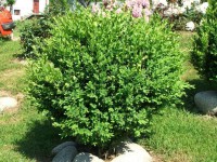 Buxus sempervirens