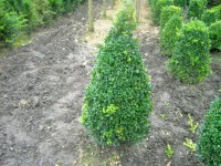 Buxus sempervirens piramide