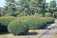 Taxus Baccata Bol