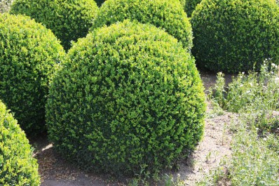 Buxus sempervirens bol