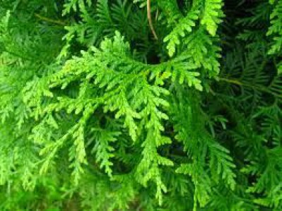 Thuja Occidentalis Brabant