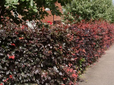 Fagus Sylvatica Atropunicea