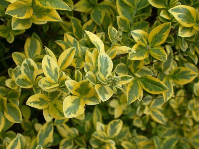 Ligustrum Ovalifolium Aureum