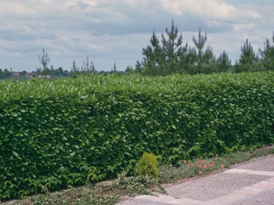 Prunus Laurocerasus Caucasica