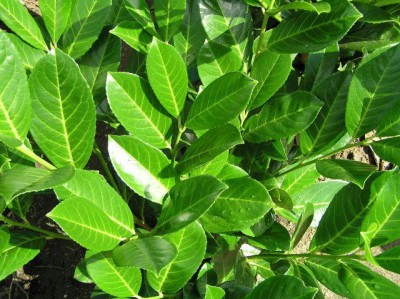Prunus Laurocerasus Rotundifolia