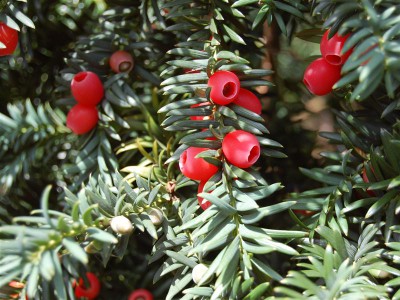 Taxus Baccata