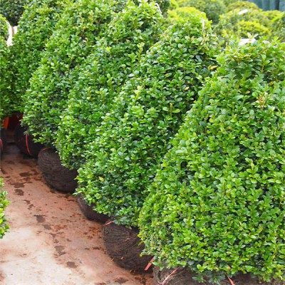 Buxus sempervirens kegel